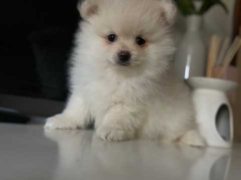 Gorgeous Pomeranian puppies Image eClassifieds4u
