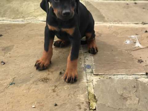 Home Raised Doberman Pinscher Puppies Image eClassifieds4u