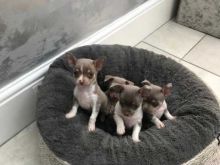 Cute Lovely Chihuahua Puppies Male and Female for adoption Image eClassifieds4U