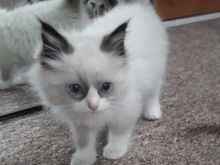 Wonderful Ragdoll Kittens Male and Female for adoption Image eClassifieds4U