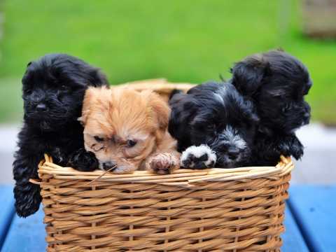 MALE AND FEMALE HAVANESE PUPPIES AVAILABLE Image eClassifieds4u
