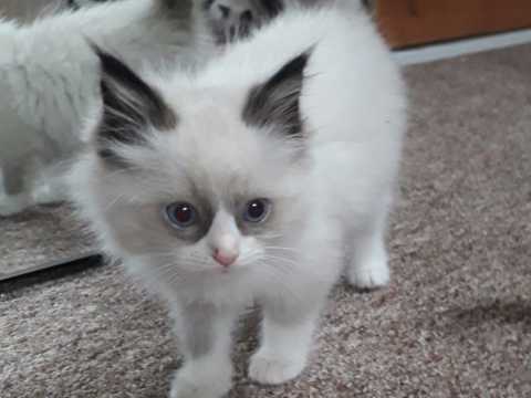 Wonderful Ragdoll Kittens Male and Female for adoption Image eClassifieds4u