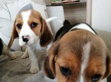 Beagles looking out to move into a good home