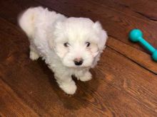 CUTE MALTESE PUPPIES AVAILABLE