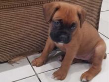 Home seeking boxer puppies