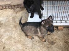 Latest German Shepards on Board!