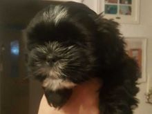 shih tzu puppies available