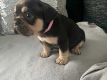 French BUlly Adopt me! Image eClassifieds4U