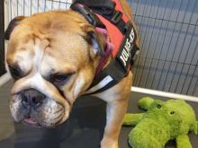 Home seeking English Bull dogs Image eClassifieds4U