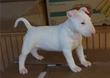 Well trained Bull Terrier puppies for new homes. Image eClassifieds4U