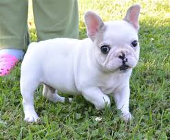 Male and Female French Bulldog puppies Image eClassifieds4u