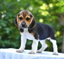 Beagle (Boy & Girl)