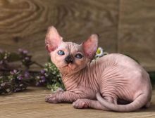 Beautiful sphynx kittens,