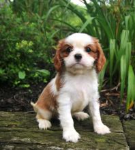 Cavalier King Charles Spaniel Puppies ♥️