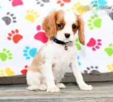 CBCA Reg'd Cavalier King Charles Spaniel Puppies