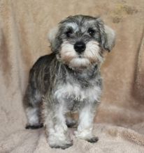 CBCA Reg'd Miniature Schnauzer Puppies