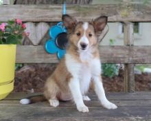 CBCA Reg'd Sheltie Puppies