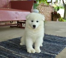 Samoyed (Boy & Girl)