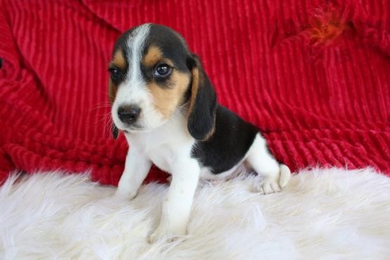 CKC Beagle Pups, 2 still available! Ready to go this week! Image eClassifieds4u