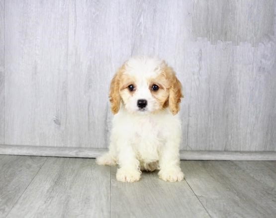 CKC Cavachon Pups, 2 still available! Ready to go this week! Image eClassifieds4u