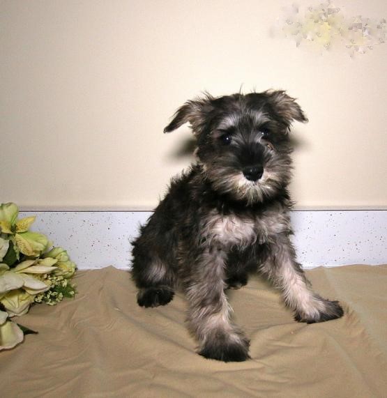 Miniature Schnauzer Puppies ♥️ Image eClassifieds4u