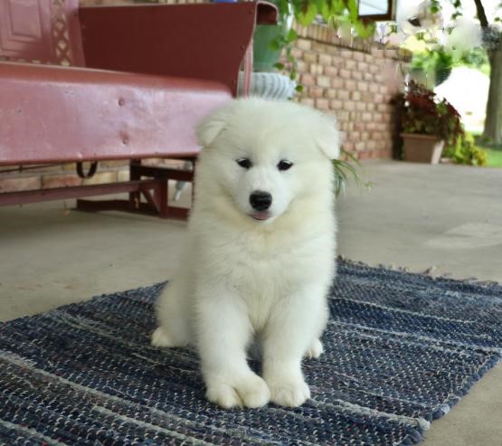 Samoyed (Boy & Girl) Image eClassifieds4u