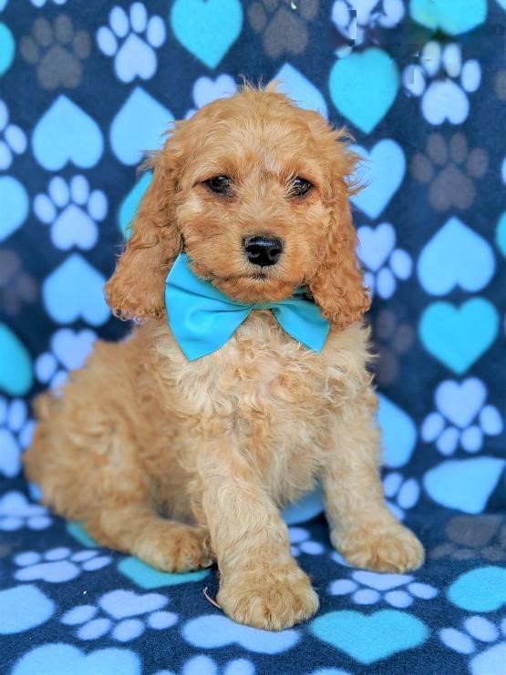 Top Quality Coc.kapoos Image eClassifieds4u