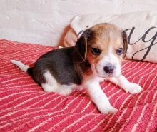 EXCELLENT ASTOUNDING BEAGLES PUPPIES FOR GREAT HOMES EMAIL#:carlsonwalker123@gmail.com#