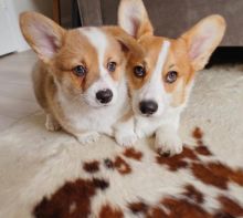 Adorable Welsh corgi puppies for adoption into new homes