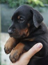 Beautiful Doberman Puppies male and female puppies for adoption