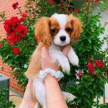 Cavalier King Charles Spaniel puppies🏠💕 Delivery is possible carlsonwalker123@gmail.com#