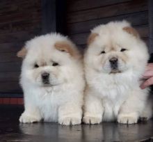 Chow Chow Puppies Available for adoption EMAIL#:carlsonwalker123@gmail.com#