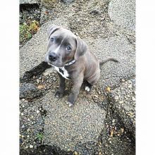 Cute Blue Nose Pitbull Puppies available for adoption EMAIL#:carlsonwalker123@gmail.com#
