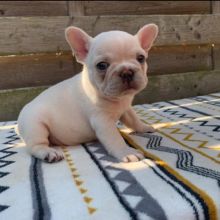 Fabulous Ckc French bulldog Puppies Available EMAIL#:carlsonwalker123@gmail.com#
