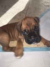 Healthy Male and female Boxer puppies for Re-Homing