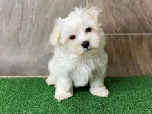 Maltese Puppy Ready For A New Home EMAIL#:carlsonwalker123@gmail.com#