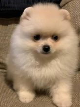 Pomeranian Puppies Looking For New Homes EMAIL#:carlsonwalker123@gmail.com