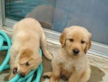 Two golden retriever puppies for adoption .