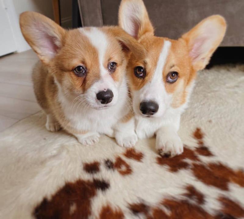 Adorable Welsh corgi puppies for adoption into new homes Image eClassifieds4u