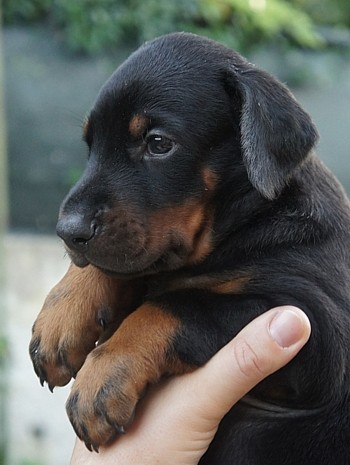 Beautiful Doberman Puppies male and female puppies for adoption Image eClassifieds4u