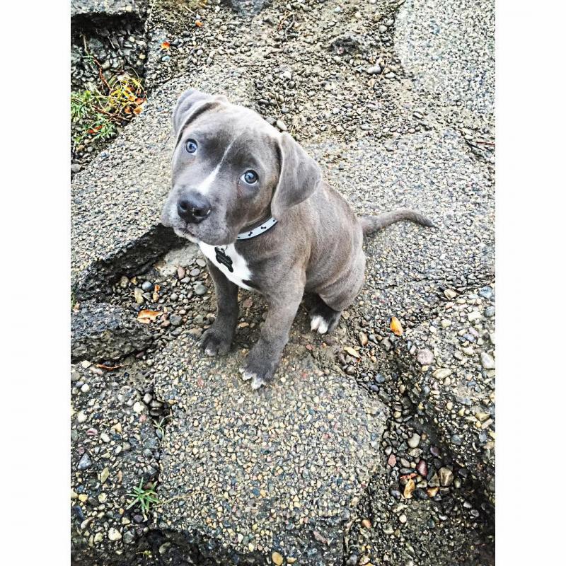 Cute Blue Nose Pitbull Puppies available for adoption EMAIL#:carlsonwalker123@gmail.com# Image eClassifieds4u