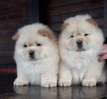 Chow Chow Puppies Available for adoption EMAIL#:carlsonwalker123@gmail.com# Image eClassifieds4U