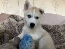 Sweet Male and Female Siberian husky puppies for adoption. EMAIL#:carlsonwalker123@gmail.com# Image eClassifieds4U