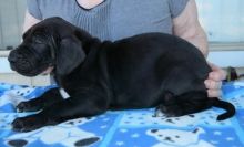 Male and female Great dane Puppies.