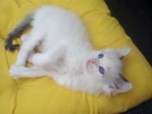 Wonderful Ragdoll Kittens Male and Female for adoption