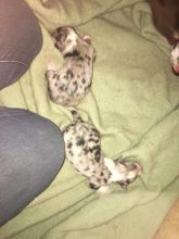 Border Collie Puppies Purebred