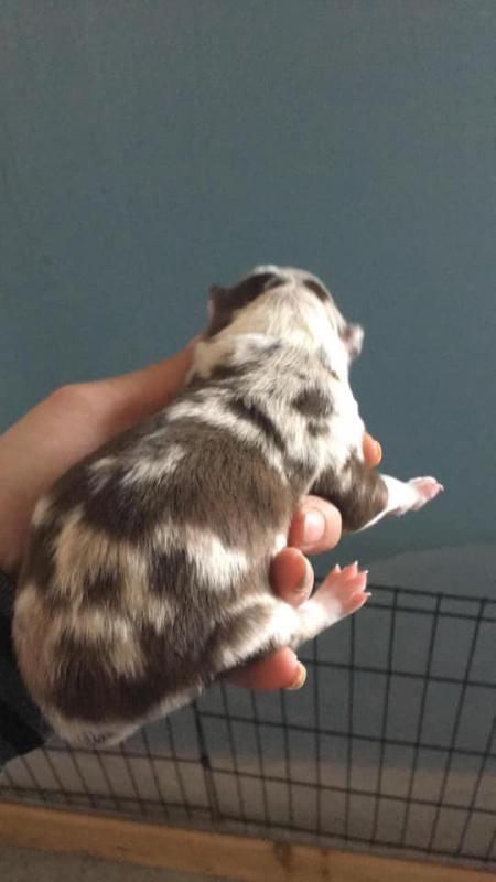 Border Collie Puppies Purebred Image eClassifieds4u