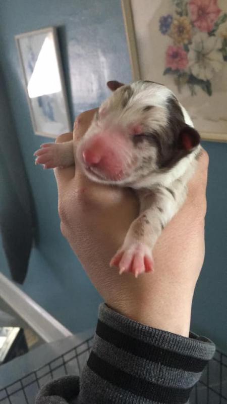Border Collie Puppies Purebred Image eClassifieds4u