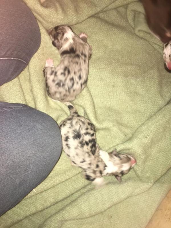 Border Collie Puppies Purebred Image eClassifieds4u