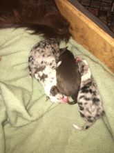 Border Collie Puppies Purebred Image eClassifieds4u 2